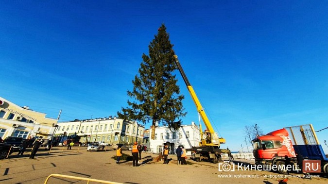 В Кинешму привезли главную новогоднюю елку фото 11