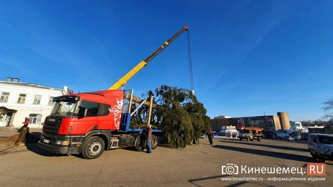 В Кинешму привезли главную новогоднюю елку фото 7