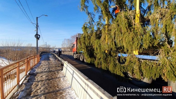 В Кинешму привезли главную новогоднюю елку фото 2