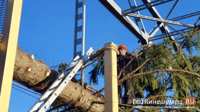 В Кинешму привезли главную новогоднюю елку фото 3