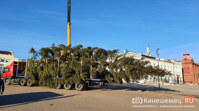 В Кинешму привезли главную новогоднюю елку фото 10