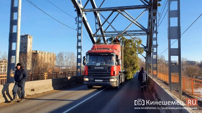 В Кинешму привезли главную новогоднюю елку фото 8