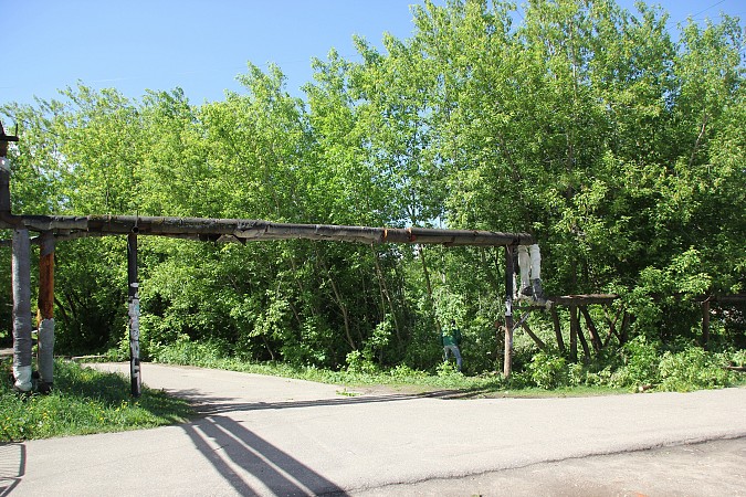 Напротив детского сада №15 начали выпиливать заросли кленов фото 2