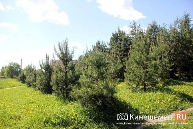 Администрация прокомментировала будущую застройку «зеленой зоны» у Ванцетти, 44 фото 2