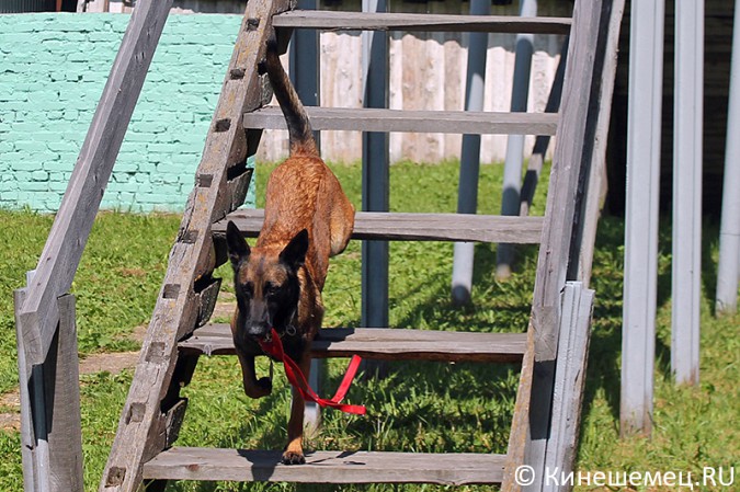 Кинешемские кинологи лучшие в Ивановской области фото 22