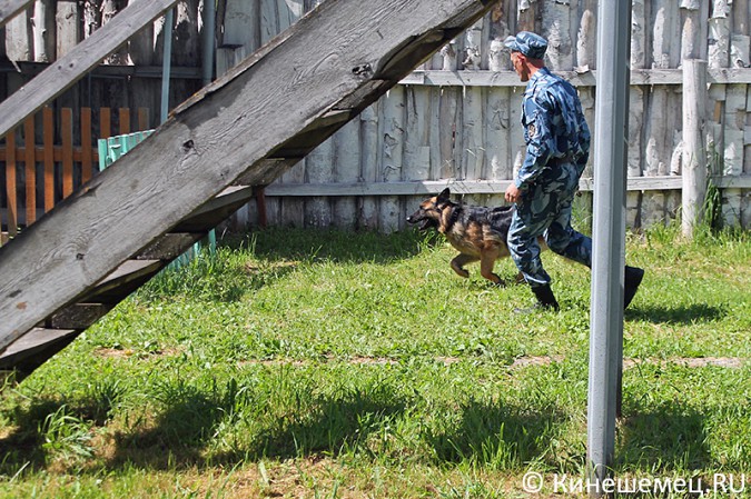 Кинешемские кинологи лучшие в Ивановской области фото 17