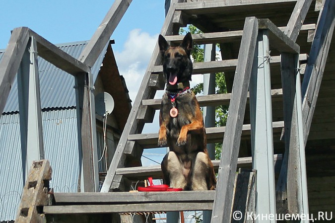 Кинешемские кинологи лучшие в Ивановской области фото 21