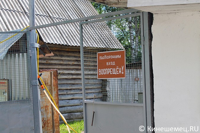 Кинешемские кинологи лучшие в Ивановской области фото 33