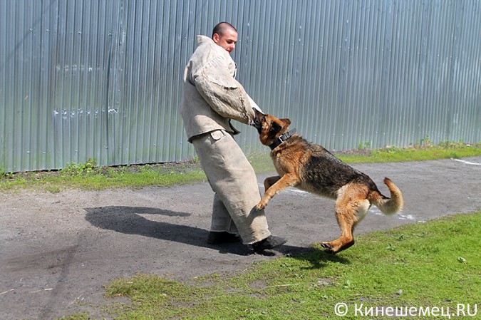 Кинешемские кинологи лучшие в Ивановской области фото 30