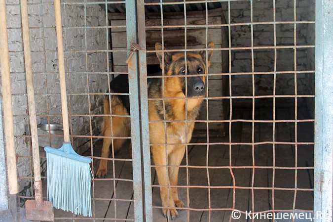 Кинешемские кинологи лучшие в Ивановской области фото 10