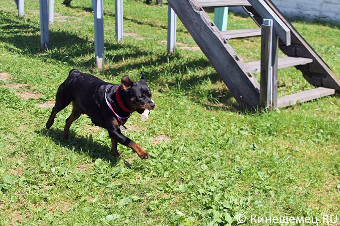 Кинешемские кинологи лучшие в Ивановской области фото 18