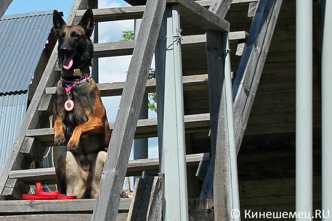 Кинешемские кинологи лучшие в Ивановской области фото 20