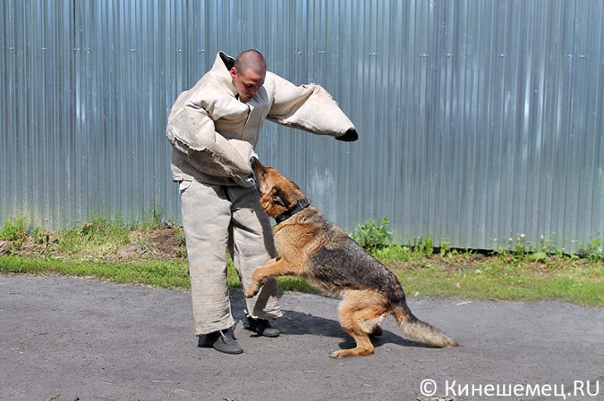 Кинешемские кинологи лучшие в Ивановской области фото 32
