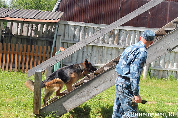 Кинешемские кинологи лучшие в Ивановской области фото 16