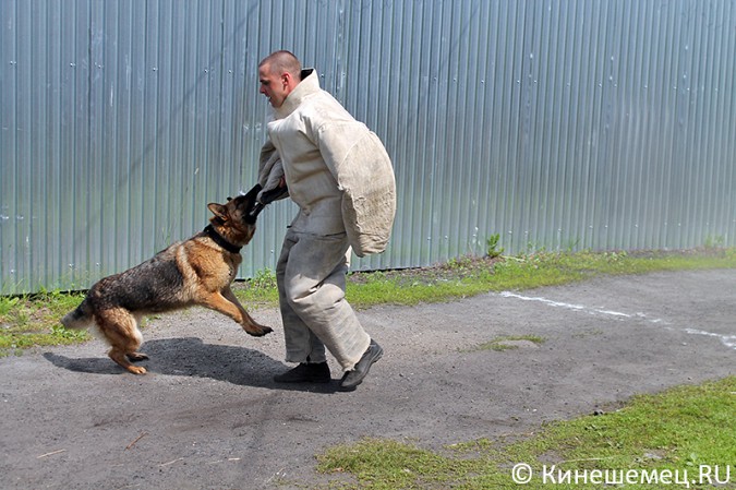 Кинешемские кинологи лучшие в Ивановской области фото 31