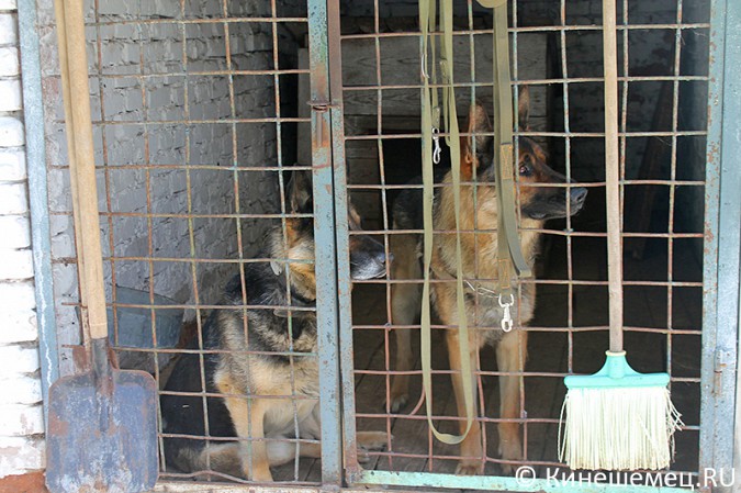 Кинешемские кинологи лучшие в Ивановской области фото 11