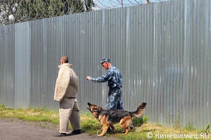 Кинешемские кинологи лучшие в Ивановской области фото 28