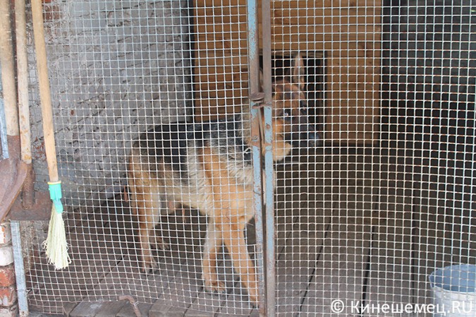 Кинешемские кинологи лучшие в Ивановской области фото 9