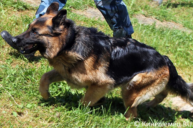 Кинешемские кинологи лучшие в Ивановской области фото 15