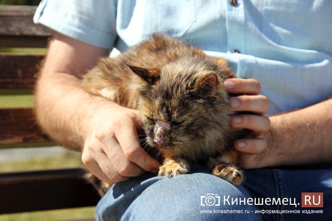 Кинешемская кошка Пеструша успешно пережила год после уникальной пересадки почки фото 3