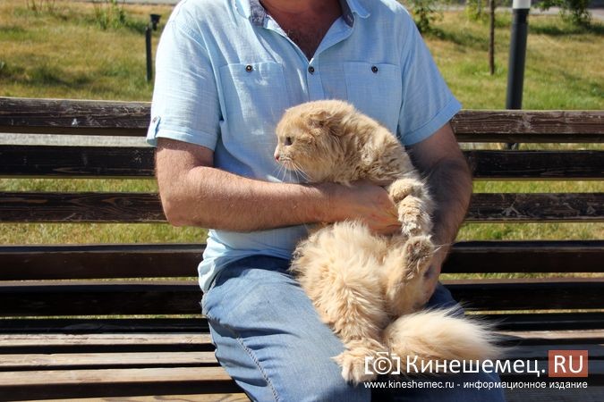 Кинешемская кошка Пеструша успешно пережила год после уникальной пересадки почки фото 4