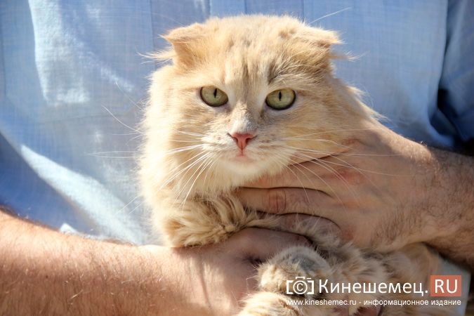 Кинешемская кошка Пеструша успешно пережила год после уникальной пересадки почки фото 5