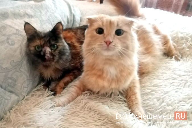 Кинешемская кошка Пеструша успешно пережила год после уникальной пересадки почки фото 7