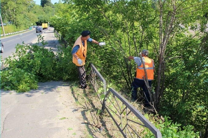 В Кинешме приступили к опиловке деревьев вдоль Кузнецкого моста фото 4