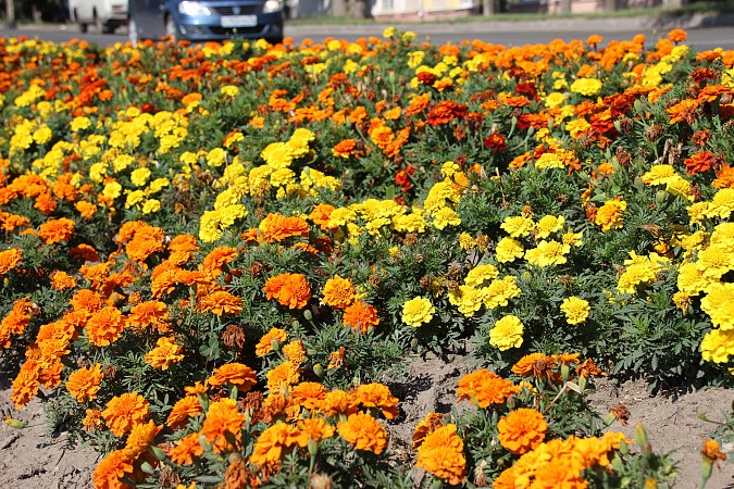 В Кинешме высадили более 18 тысяч цветов фото 4