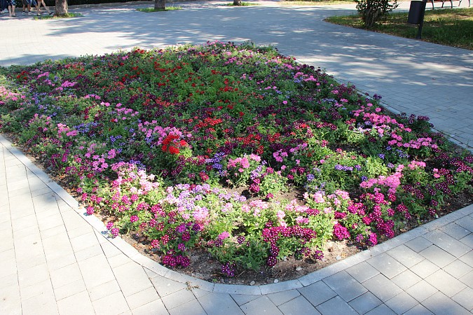 В Кинешме высадили более 18 тысяч цветов фото 6