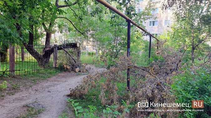 Жители с ул.Гагарина,6 почти 2 недели ждут, когда уберут упавшее на газовую трубу дерево фото 2