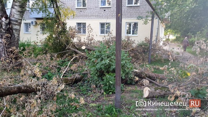 Жители с ул.Гагарина,6 почти 2 недели ждут, когда уберут упавшее на газовую трубу дерево фото 4
