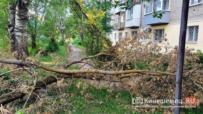 Жители с ул.Гагарина,6 почти 2 недели ждут, когда уберут упавшее на газовую трубу дерево фото 6