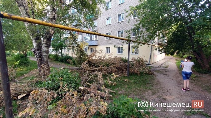 Жители с ул.Гагарина,6 почти 2 недели ждут, когда уберут упавшее на газовую трубу дерево фото 8