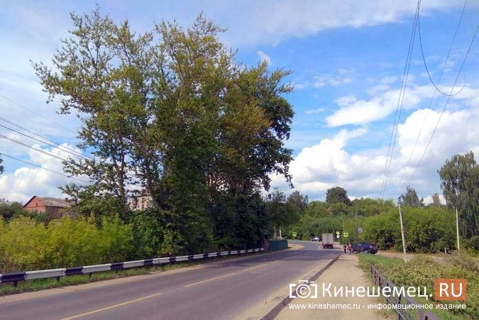 УГХ рассмотрит вопрос спила гигантских тополей у Кузнецкого моста фото 2