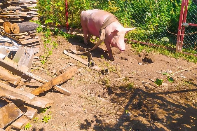 В Заволжске пожарные спасли тонущую свинью фото 2
