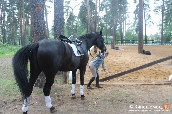 В Кинешме развивается конный спорт фото 17