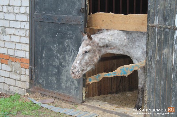 В Кинешме развивается конный спорт фото 15