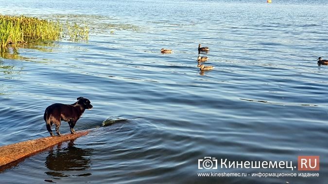 Удивительной победой кинешемского гонщика завершился 1-й день Кубка ДОСААФ по водно-моторному спорту фото 29