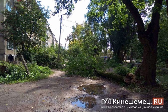 Возле пятиэтажек на «Чкаловском» ветром повалило огромное дерево фото 6