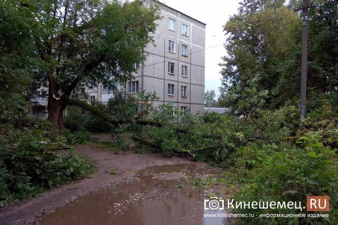 Возле пятиэтажек на «Чкаловском» ветром повалило огромное дерево фото 2
