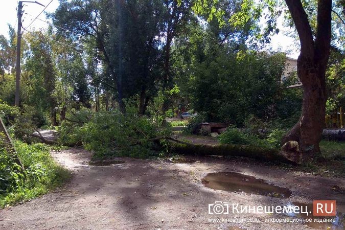 Возле пятиэтажек на «Чкаловском» ветром повалило огромное дерево фото 5