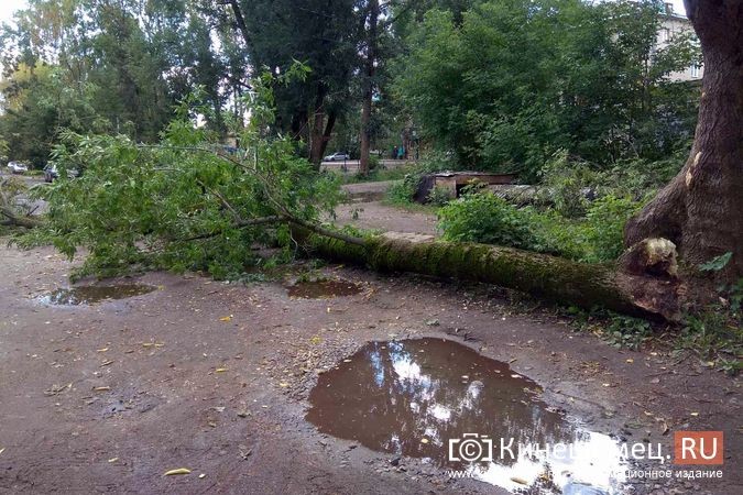 Возле пятиэтажек на «Чкаловском» ветром повалило огромное дерево фото 3