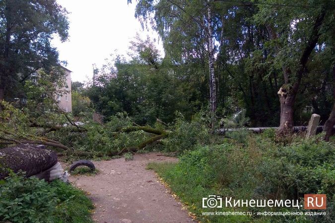 Возле пятиэтажек на «Чкаловском» ветром повалило огромное дерево фото 4