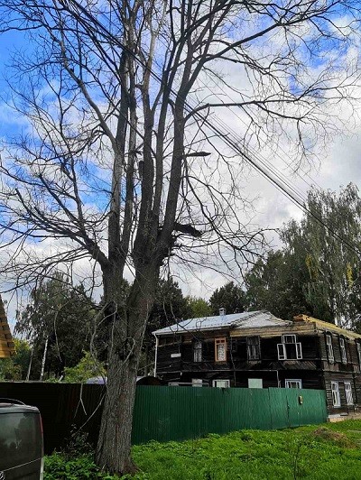 Сухое дерево на улице Чаева в администрации обещают спилить до конца года фото 2
