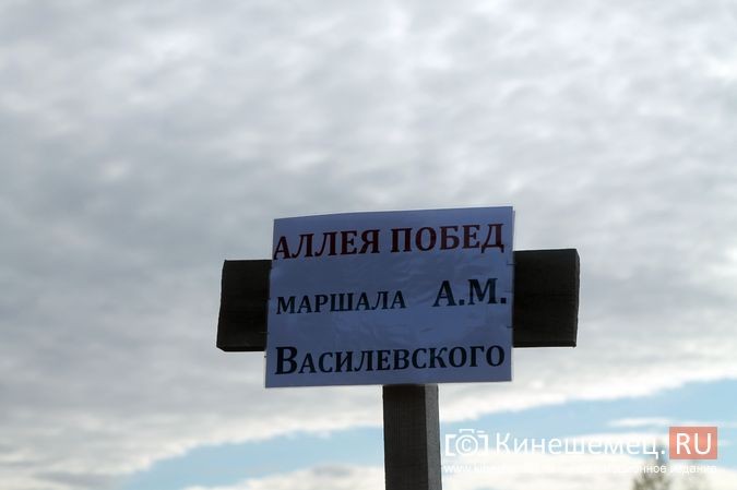 В День рождения маршала Василевского в Кинешемском районе высадили 1000 кедров фото 22