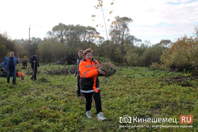 В День рождения маршала Василевского в Кинешемском районе высадили 1000 кедров фото 16