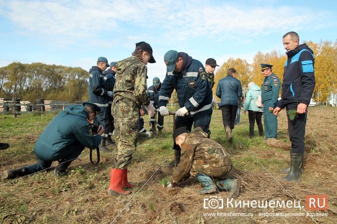 В День рождения маршала Василевского в Кинешемском районе высадили 1000 кедров фото 29