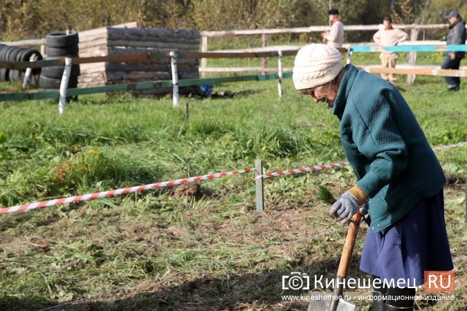 В День рождения маршала Василевского в Кинешемском районе высадили 1000 кедров фото 37