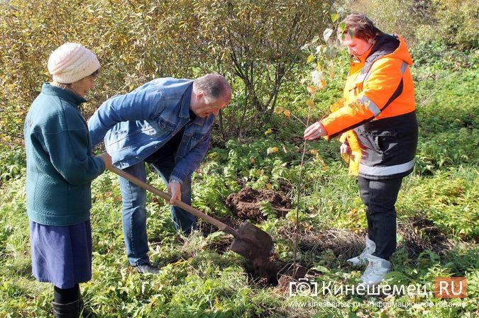 В День рождения маршала Василевского в Кинешемском районе высадили 1000 кедров фото 21